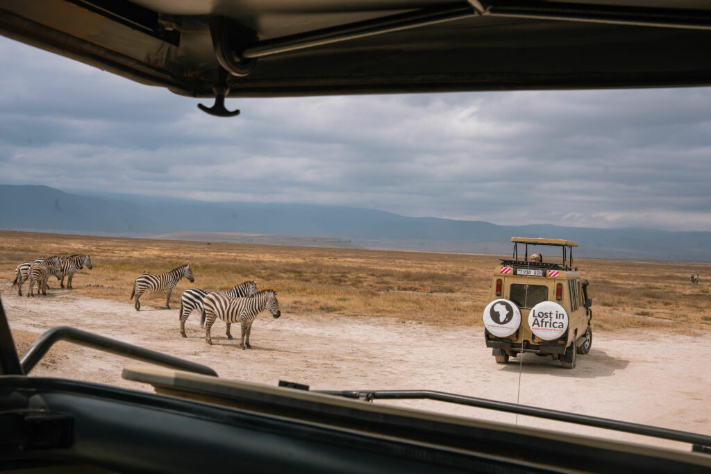 Vehicle + Zebras DSC01365